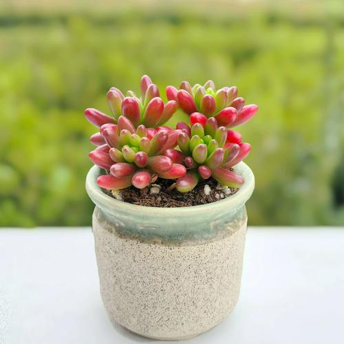 虹之玉秋天怎么养（虹之玉夏季养护）-第3张图片-花花知道网