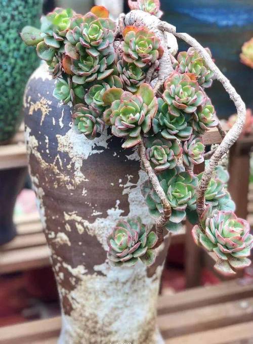 虹之玉秋天怎么养（虹之玉夏季养护）-第5张图片-花花知道网