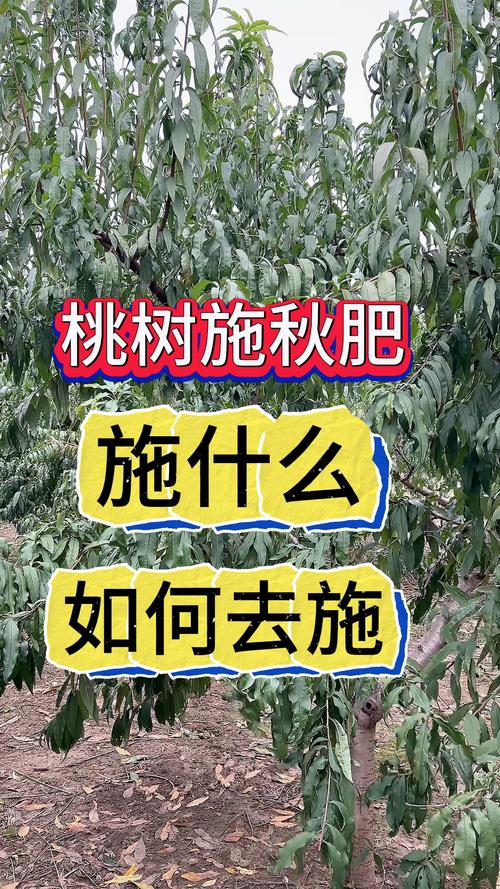 桃树秋天怎么养(桃树秋天怎么养护和管理)-第1张图片-花花知道网 桃树秋天怎么养(桃树秋天怎么养护和管理)-第1张图片-花花知道网