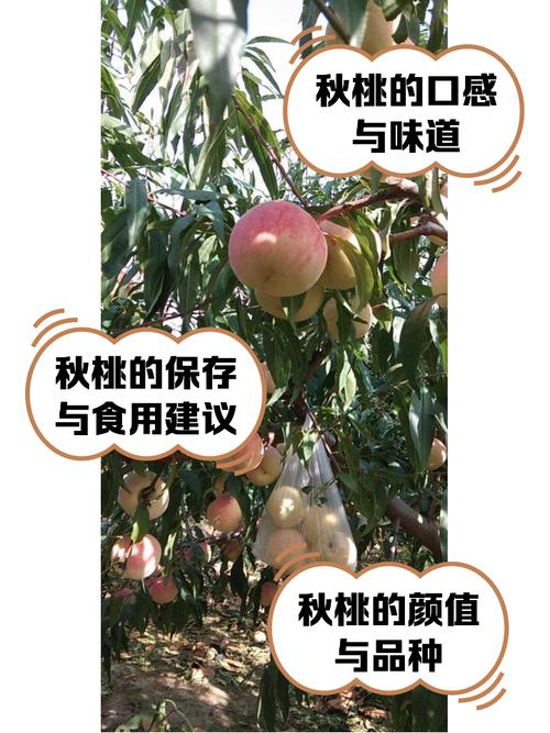 桃树秋天怎么养(桃树秋天怎么养护和管理)-第3张图片-花花知道网 桃树秋天怎么养(桃树秋天怎么养护和管理)-第3张图片-花花知道网