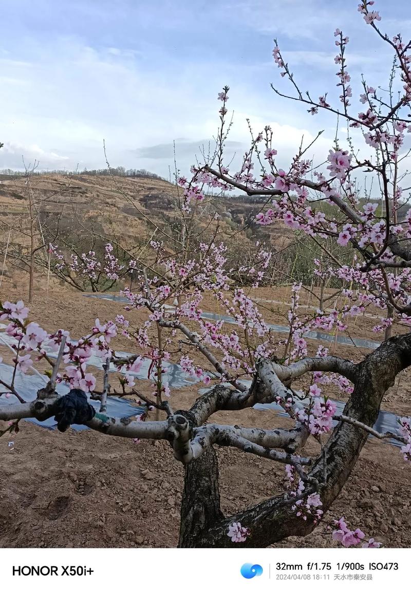 桃树秋天怎么养(桃树秋天怎么养护和管理)-第6张图片-花花知道网 桃树秋天怎么养(桃树秋天怎么养护和管理)-第6张图片-花花知道网