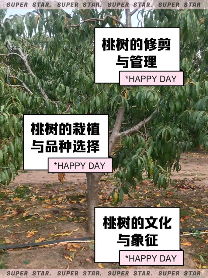 桃树秋天怎么养(桃树秋天怎么养护和管理)-第7张图片-花花知道网 桃树秋天怎么养(桃树秋天怎么养护和管理)-第7张图片-花花知道网