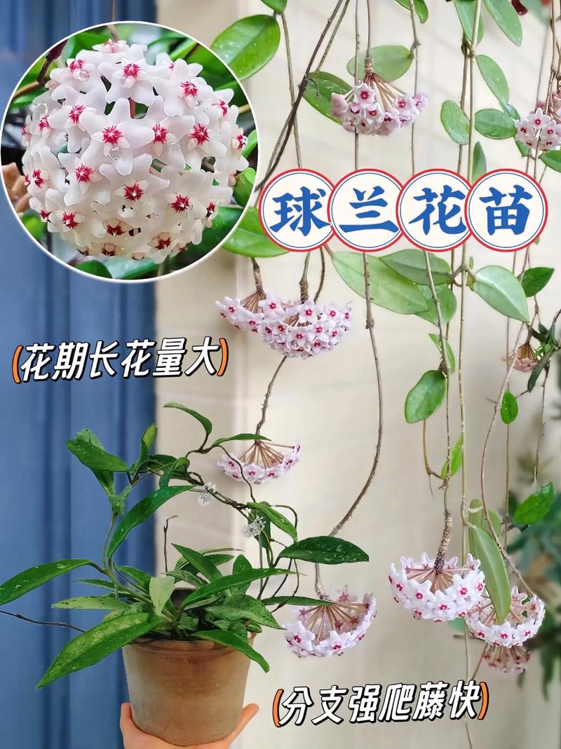 斑叶球兰的繁殖方式(斑叶球兰可以往下垂吗)-第5张图片-花花知道网 斑叶球兰的繁殖方式(斑叶球兰可以往下垂吗)-第5张图片-花花知道网