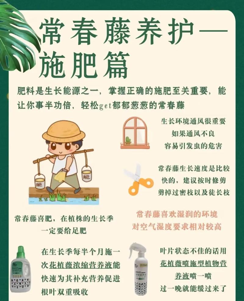 常春藤怎么养长得壮(常春藤怎么栽培)-第3张图片-花花知道网 常春藤怎么养长得壮(常春藤怎么栽培)-第3张图片-花花知道网