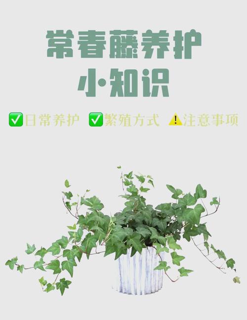 常春藤怎么养长得壮(常春藤怎么栽培)-第4张图片-花花知道网 常春藤怎么养长得壮(常春藤怎么栽培)-第4张图片-花花知道网