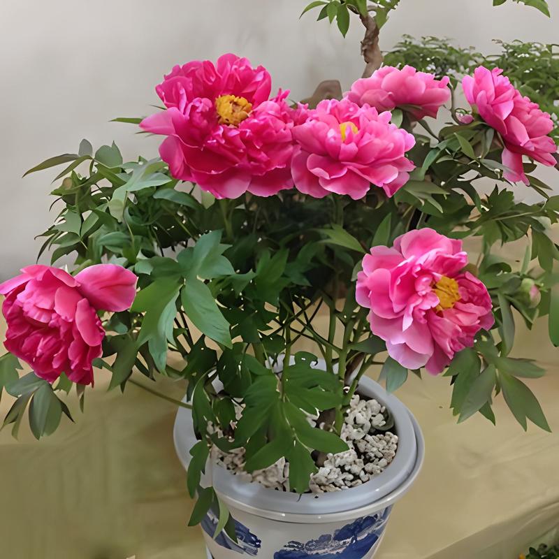 养了这么多花才知道（养了好多花发表说说）-第2张图片-花花知道网