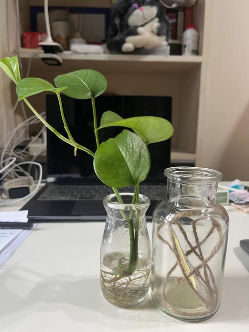 如何自制绿萝营养液（自制绿萝营养液怎么配）-第2张图片-花花知道网