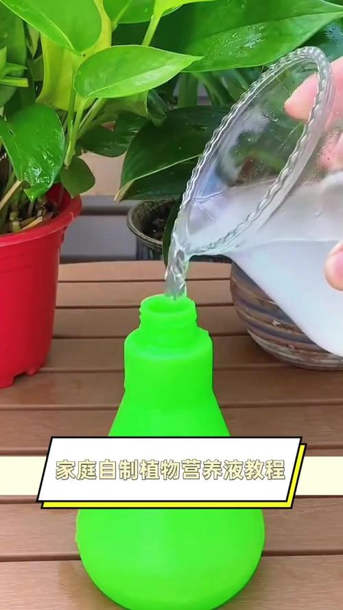 如何自制绿萝营养液（自制绿萝营养液怎么配）-第3张图片-花花知道网