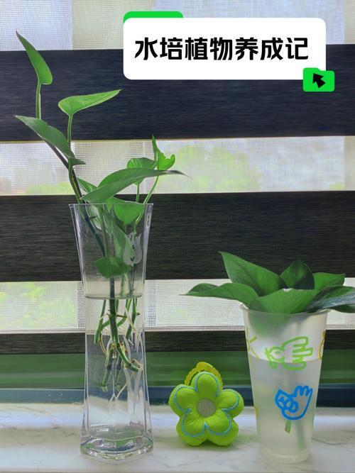 如何自制绿萝营养液（自制绿萝营养液怎么配）-第6张图片-花花知道网