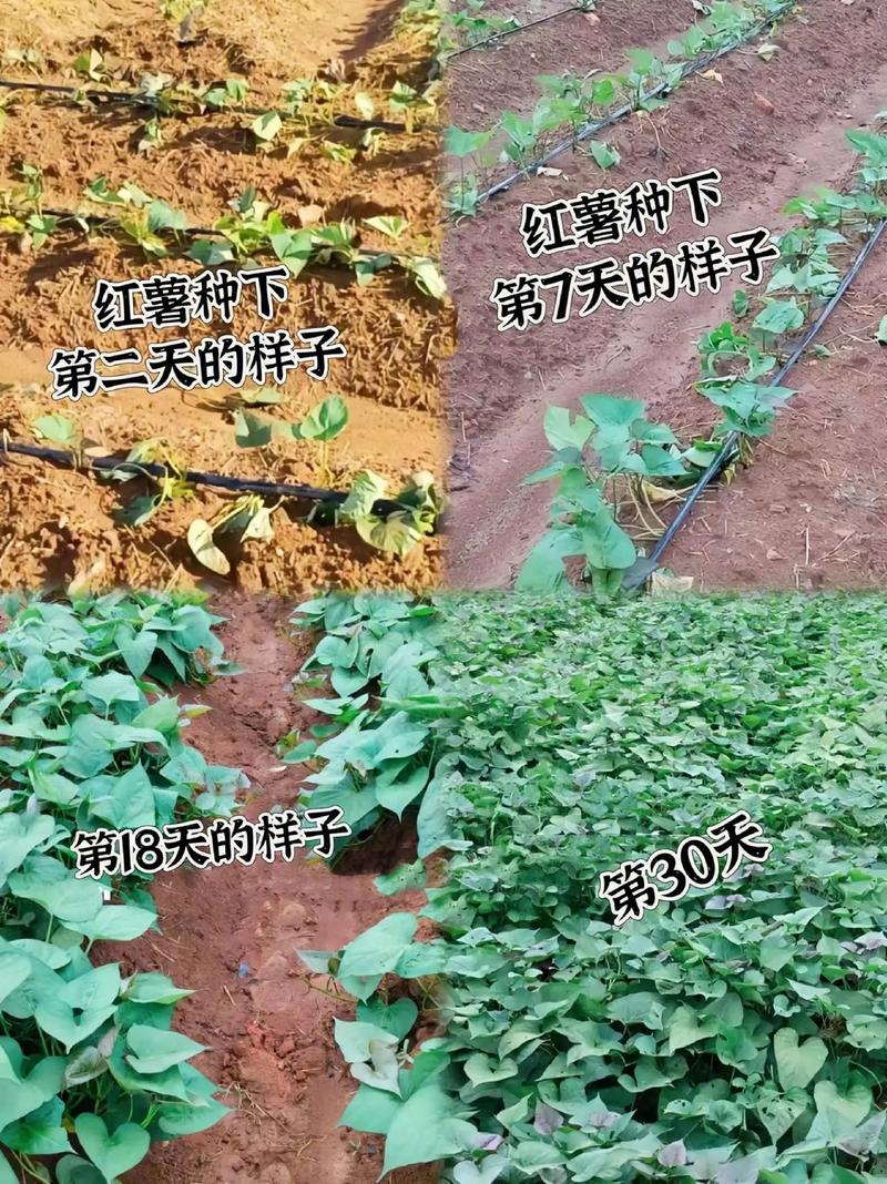 地瓜发芽了怎么种盆栽(地瓜发芽了怎么养水栽)-第1张图片-花花知道网 地瓜发芽了怎么种盆栽(地瓜发芽了怎么养水栽)-第1张图片-花花知道网