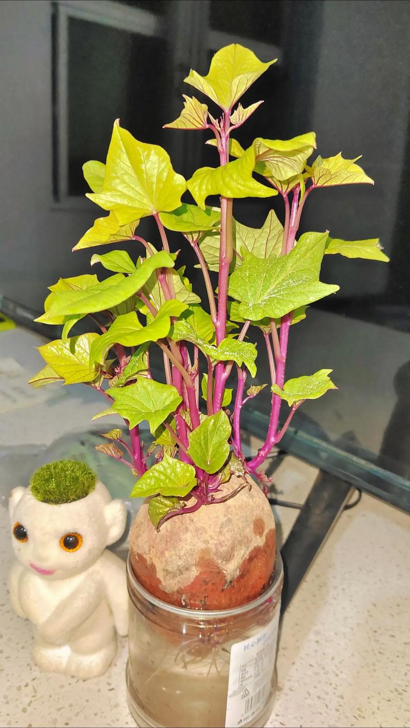 地瓜发芽了怎么种盆栽(地瓜发芽了怎么养水栽)-第5张图片-花花知道网 地瓜发芽了怎么种盆栽(地瓜发芽了怎么养水栽)-第5张图片-花花知道网