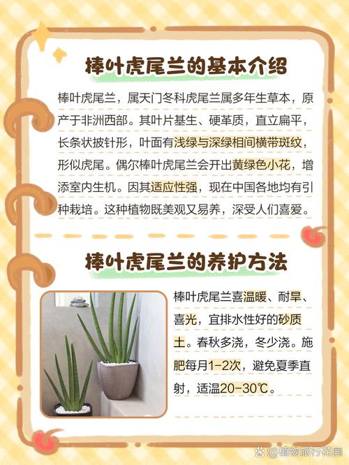 棒叶虎尾兰怎么养(棒叶虎尾兰怎么养护)-第1张图片-花花知道网 棒叶虎尾兰怎么养(棒叶虎尾兰怎么养护)-第1张图片-花花知道网
