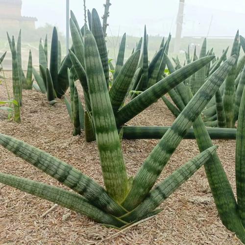 棒叶虎尾兰怎么养(棒叶虎尾兰怎么养护)-第2张图片-花花知道网 棒叶虎尾兰怎么养(棒叶虎尾兰怎么养护)-第2张图片-花花知道网