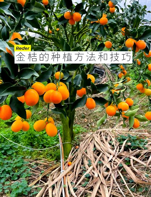 金桔春天怎么养(金桔春天怎么养护)-第1张图片-花花知道网 金桔春天怎么养(金桔春天怎么养护)-第1张图片-花花知道网