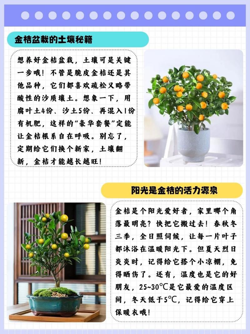 金桔春天怎么养(金桔春天怎么养护)-第2张图片-花花知道网 金桔春天怎么养(金桔春天怎么养护)-第2张图片-花花知道网