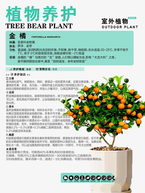 金桔春天怎么养(金桔春天怎么养护)-第4张图片-花花知道网 金桔春天怎么养(金桔春天怎么养护)-第4张图片-花花知道网