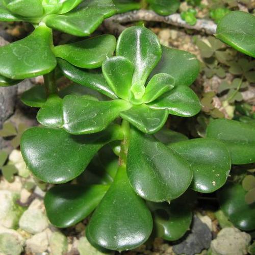 久米之舞多肉怎么养(九米之光多肉植物)-第1张图片-花花知道网 久米之舞多肉怎么养(九米之光多肉植物)-第1张图片-花花知道网