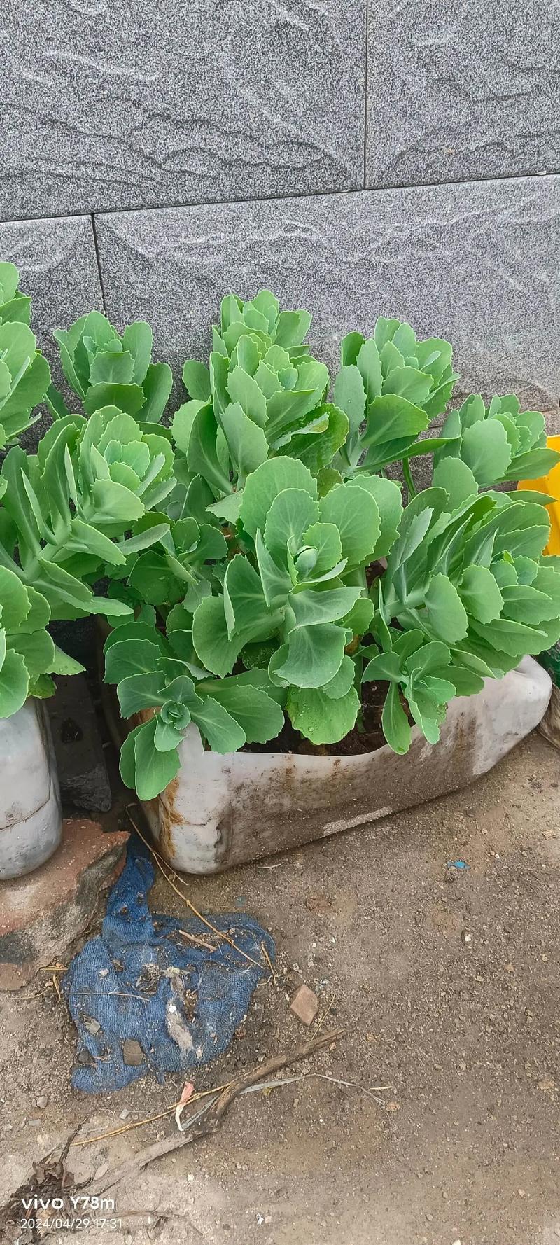 久米之舞多肉怎么养(九米之光多肉植物)-第2张图片-花花知道网 久米之舞多肉怎么养(九米之光多肉植物)-第2张图片-花花知道网