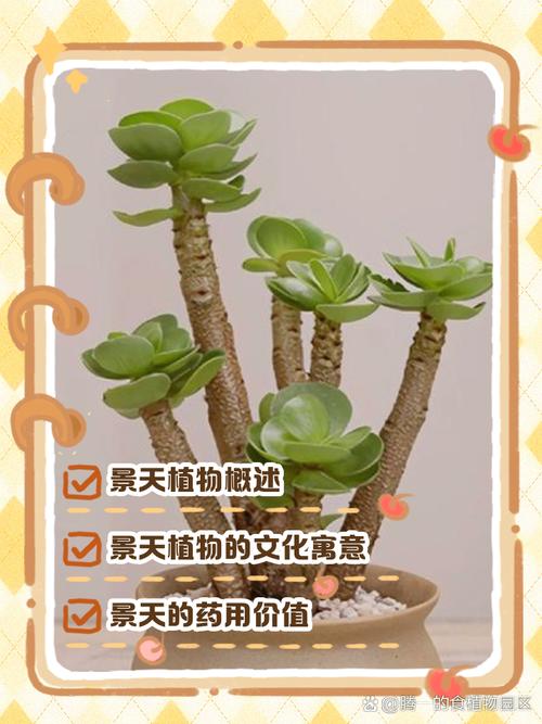 久米之舞多肉怎么养(九米之光多肉植物)-第3张图片-花花知道网 久米之舞多肉怎么养(九米之光多肉植物)-第3张图片-花花知道网