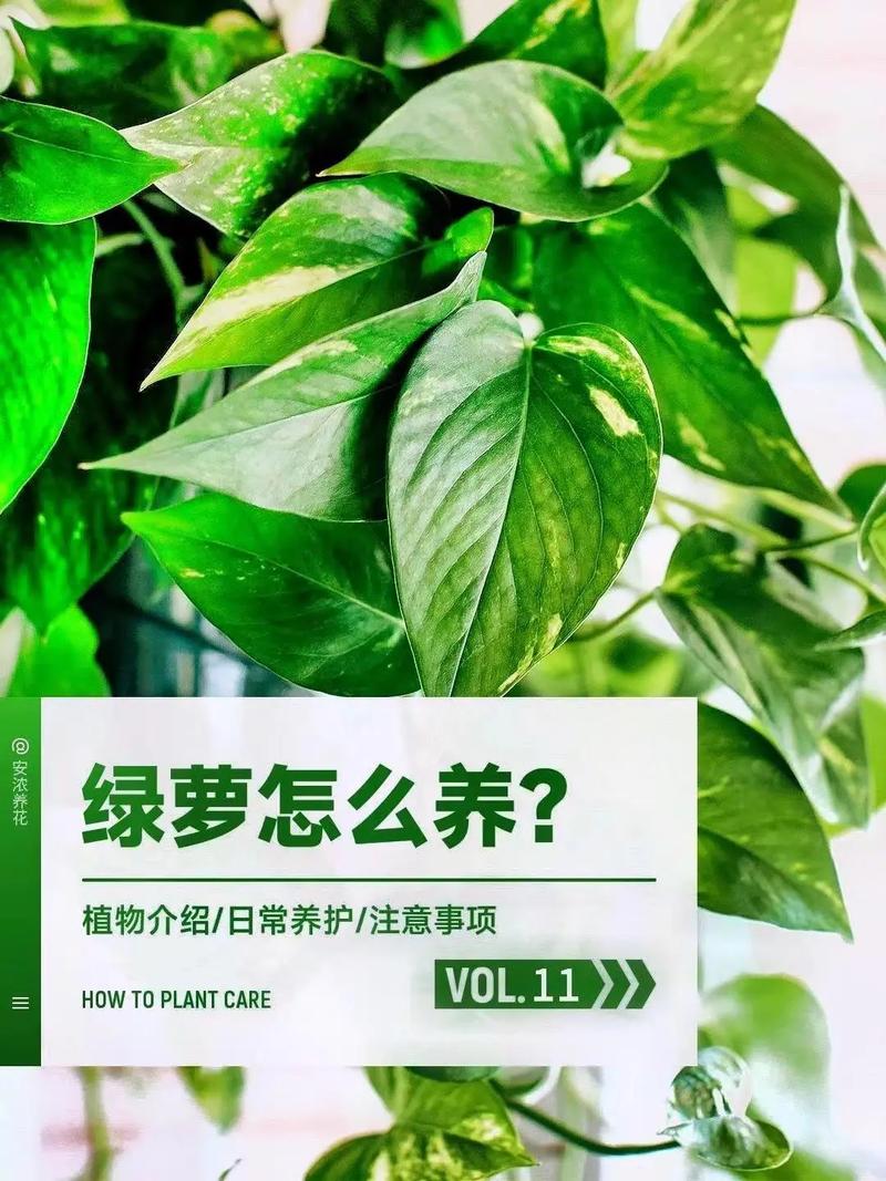 绿萝怎么养长得好(绿萝怎么养长得好长得快一点)-第1张图片-花花知道网 绿萝怎么养长得好(绿萝怎么养长得好长得快一点)-第1张图片-花花知道网