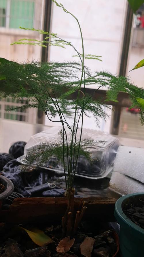文竹球怎么养(文竹怎么用)-第4张图片-花花知道网 文竹球怎么养(文竹怎么用)-第4张图片-花花知道网