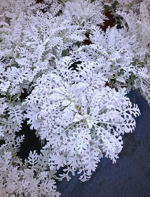 银叶菊怎么养(银叶菊养殖方法和注意事项)-第2张图片-花花知道网 银叶菊怎么养(银叶菊养殖方法和注意事项)-第2张图片-花花知道网