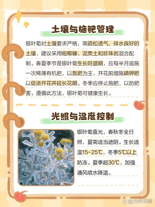 银叶菊怎么养(银叶菊养殖方法和注意事项)-第3张图片-花花知道网 银叶菊怎么养(银叶菊养殖方法和注意事项)-第3张图片-花花知道网