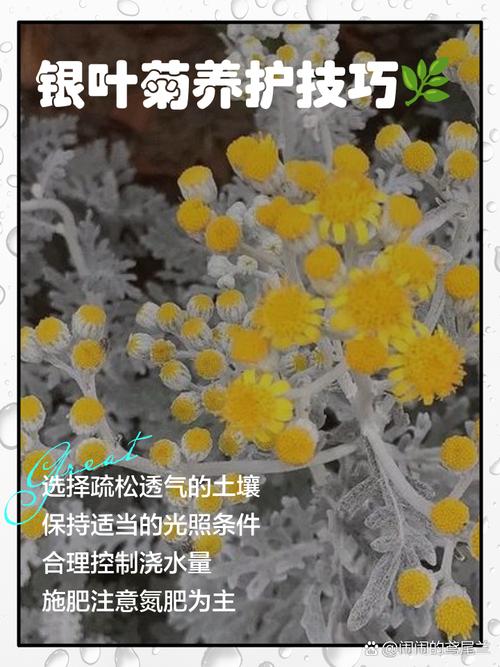 银叶菊怎么养(银叶菊养殖方法和注意事项)-第4张图片-花花知道网 银叶菊怎么养(银叶菊养殖方法和注意事项)-第4张图片-花花知道网