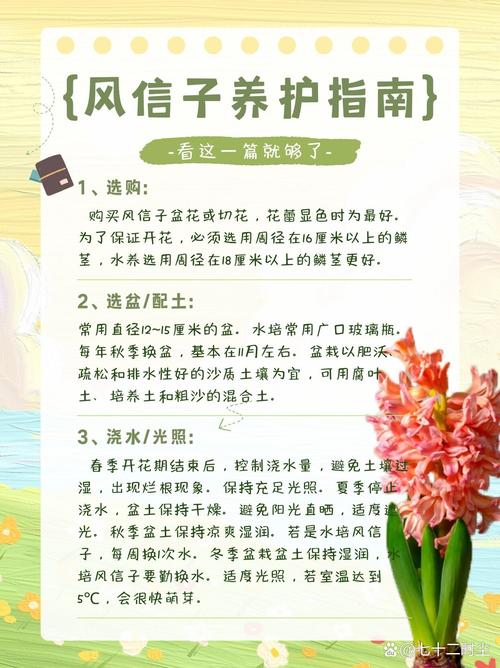 风信子怎么养(开花过后的风信子怎么养)-第8张图片-花花知道网 风信子怎么养(开花过后的风信子怎么养)-第8张图片-花花知道网