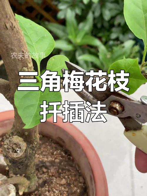 三角梅几月份扦插比较好(三角梅几月嫁接比较好)-第1张图片-花花知道网 三角梅几月份扦插比较好(三角梅几月嫁接比较好)-第1张图片-花花知道网