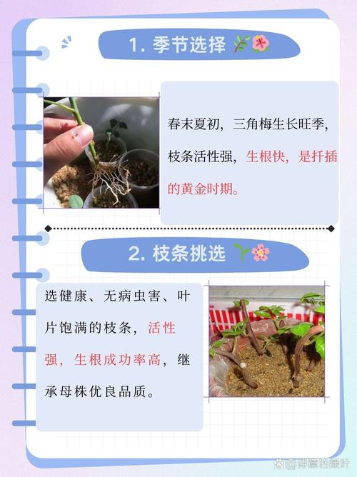 三角梅几月份扦插比较好(三角梅几月嫁接比较好)-第2张图片-花花知道网 三角梅几月份扦插比较好(三角梅几月嫁接比较好)-第2张图片-花花知道网