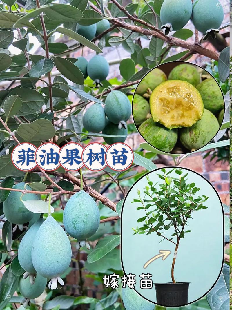 菲油果怎么养殖(菲油果树的种植方法)-第1张图片-花花知道网 菲油果怎么养殖(菲油果树的种植方法)-第1张图片-花花知道网