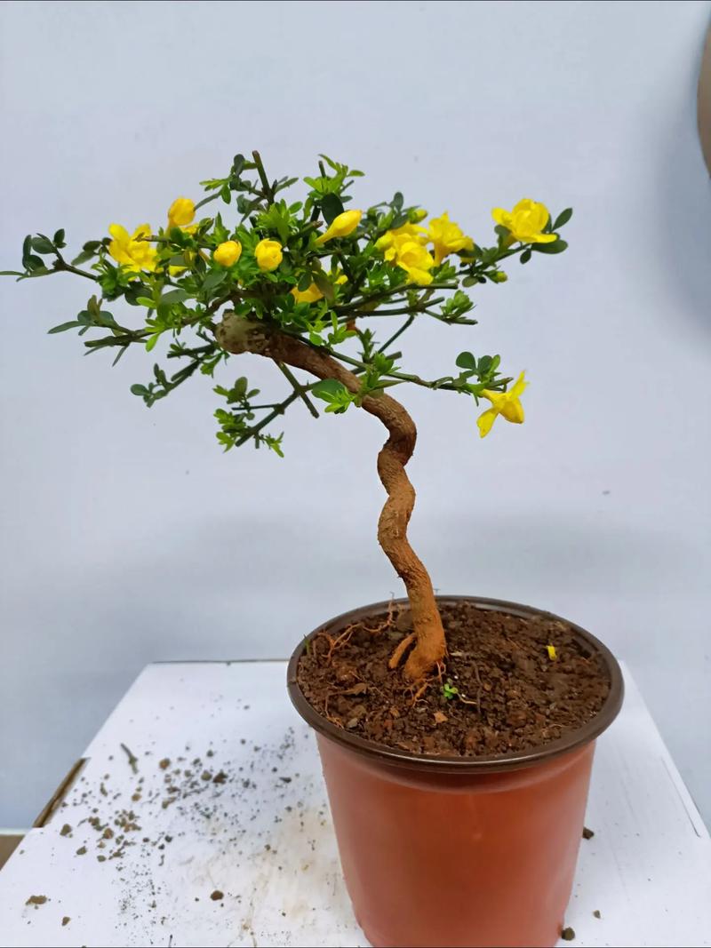 迎春花怎么养(迎春花怎么养才能养得更旺盛)-第5张图片-花花知道网 迎春花怎么养(迎春花怎么养才能养得更旺盛)-第5张图片-花花知道网