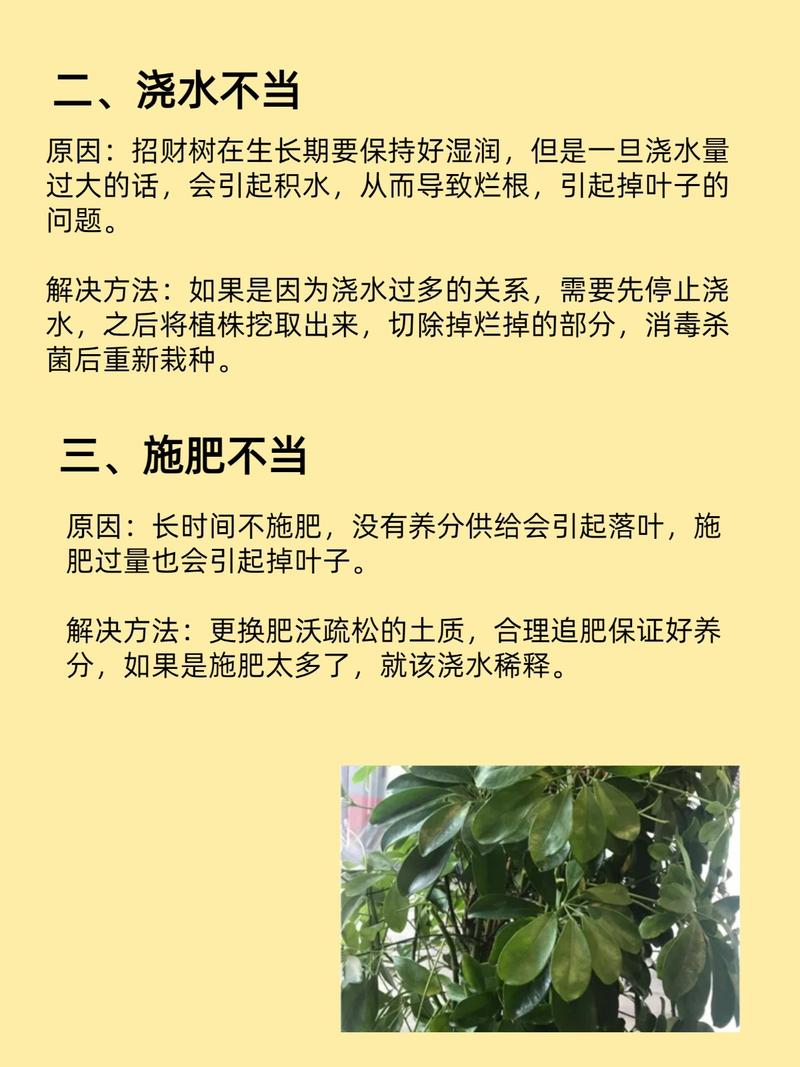 招财树掉叶子（招财树掉叶子是怎么回事儿）-第2张图片-花花知道网
