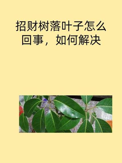 招财树掉叶子（招财树掉叶子是怎么回事儿）-第3张图片-花花知道网