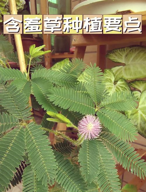含羞草怎么养（含羞草怎么养才能更旺盛）-第2张图片-花花知道网