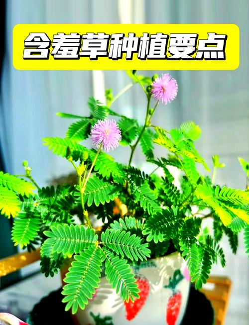 含羞草怎么养（含羞草怎么养才能更旺盛）-第3张图片-花花知道网