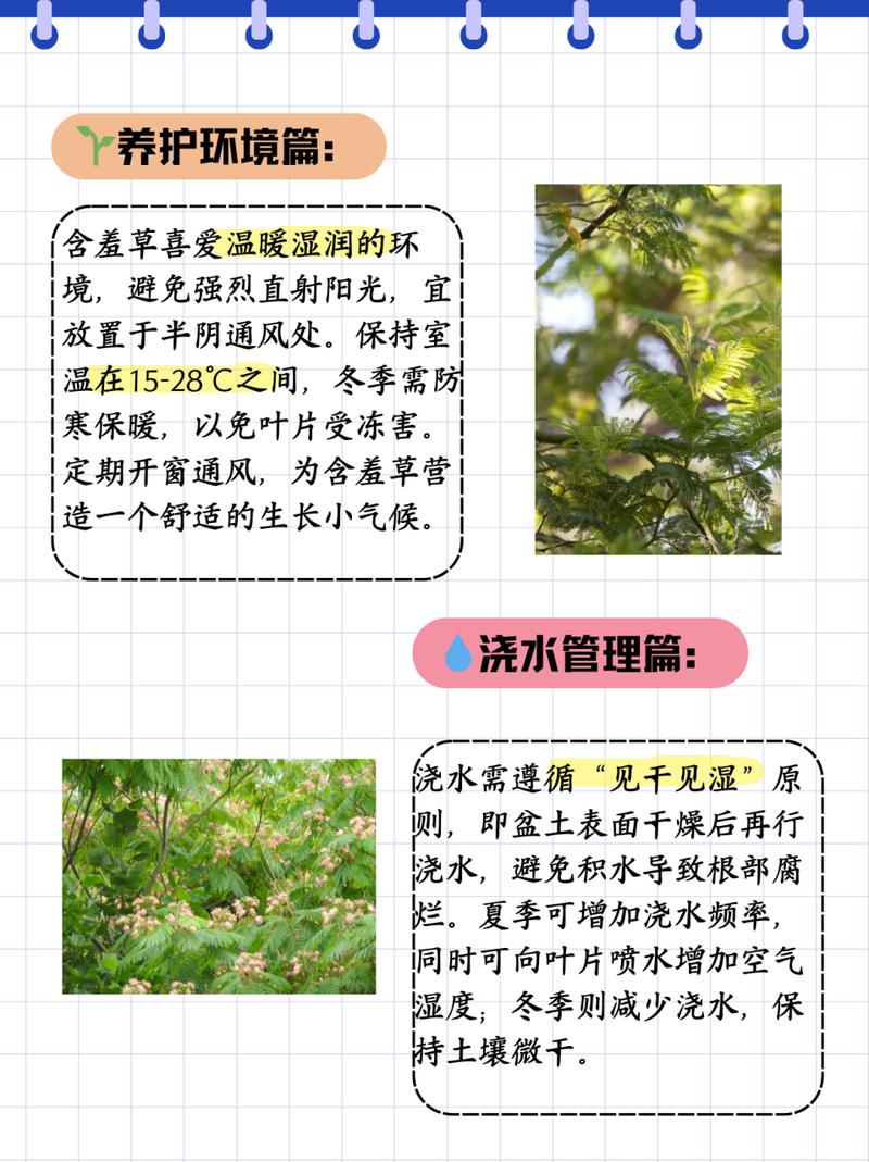 含羞草怎么养（含羞草怎么养才能更旺盛）-第6张图片-花花知道网