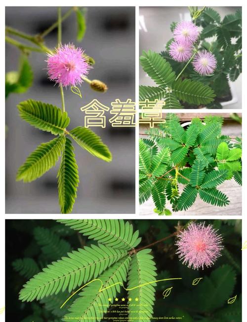 含羞草怎么养（含羞草怎么养才能更旺盛）-第7张图片-花花知道网