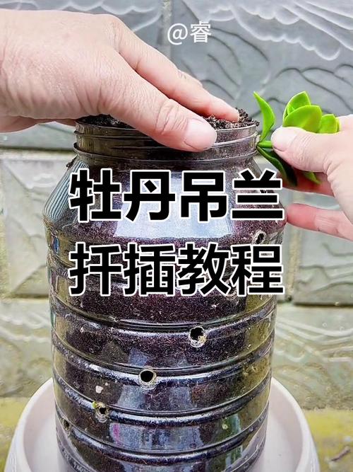 牡丹吊兰怎么浇水(牡丹吊兰浇水要注意事项是什么)-第1张图片-花花知道网 牡丹吊兰怎么浇水(牡丹吊兰浇水要注意事项是什么)-第1张图片-花花知道网