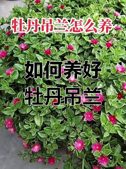 牡丹吊兰怎么浇水(牡丹吊兰浇水要注意事项是什么)-第3张图片-花花知道网 牡丹吊兰怎么浇水(牡丹吊兰浇水要注意事项是什么)-第3张图片-花花知道网