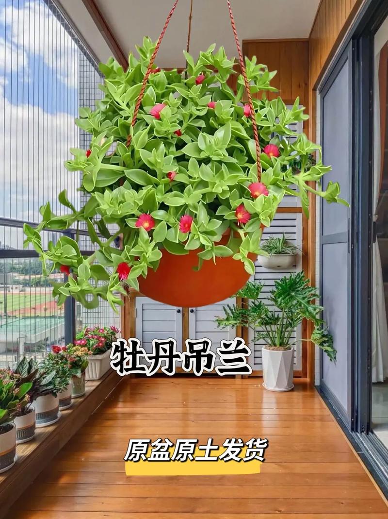 牡丹吊兰怎么浇水(牡丹吊兰浇水要注意事项是什么)-第4张图片-花花知道网 牡丹吊兰怎么浇水(牡丹吊兰浇水要注意事项是什么)-第4张图片-花花知道网