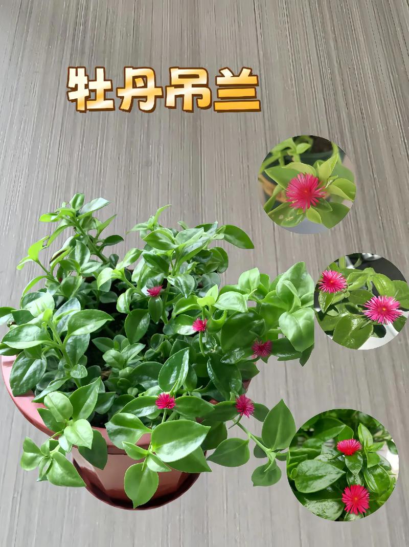 牡丹吊兰怎么浇水(牡丹吊兰浇水要注意事项是什么)-第5张图片-花花知道网 牡丹吊兰怎么浇水(牡丹吊兰浇水要注意事项是什么)-第5张图片-花花知道网