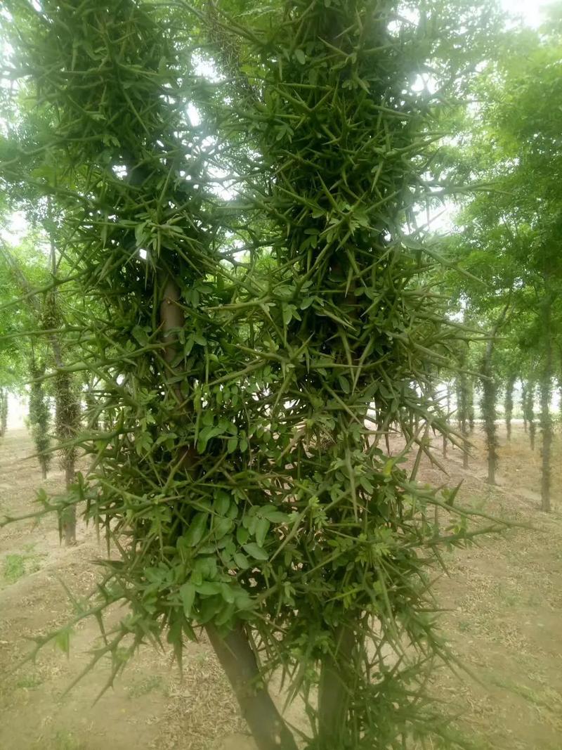 皂角树的种植方法(皂角树种子育苗最简单的方法)-第2张图片-花花知道网 皂角树的种植方法(皂角树种子育苗最简单的方法)-第2张图片-花花知道网