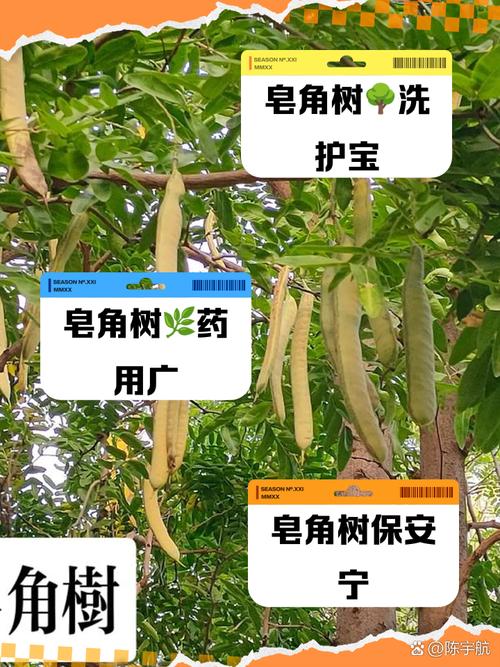 皂角树的种植方法(皂角树种子育苗最简单的方法)-第3张图片-花花知道网 皂角树的种植方法(皂角树种子育苗最简单的方法)-第3张图片-花花知道网