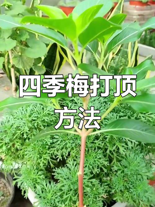 四季梅怎样剪枝(四季梅怎么修剪)-第4张图片-花花知道网 四季梅怎样剪枝(四季梅怎么修剪)-第4张图片-花花知道网