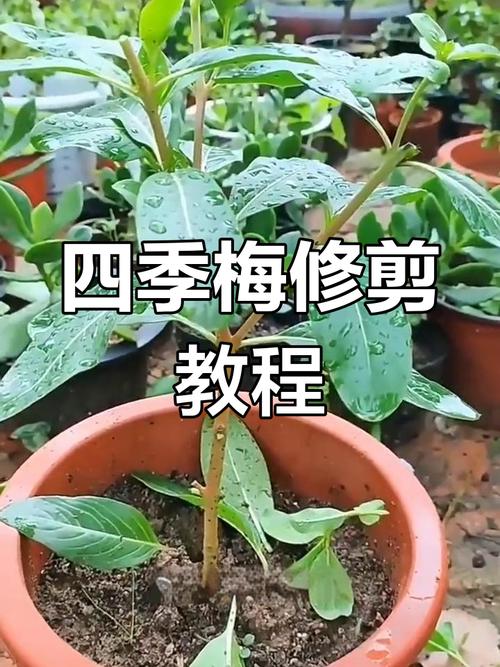 四季梅怎样剪枝(四季梅怎么修剪)-第6张图片-花花知道网 四季梅怎样剪枝(四季梅怎么修剪)-第6张图片-花花知道网