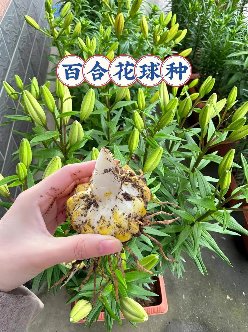 百合花怎么养才不死(百合花怎么才能养活)-第6张图片-花花知道网 百合花怎么养才不死(百合花怎么才能养活)-第6张图片-花花知道网