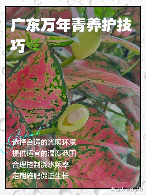 广东万年青种子怎么种(广东万年青怎么养才能粗壮)-第1张图片-花花知道网 广东万年青种子怎么种(广东万年青怎么养才能粗壮)-第1张图片-花花知道网