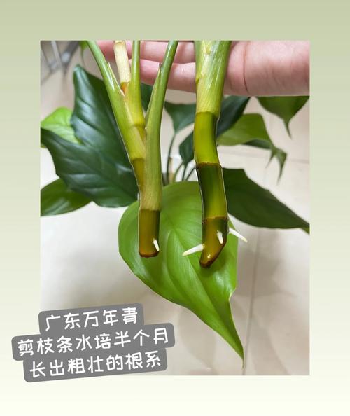 广东万年青种子怎么种(广东万年青怎么养才能粗壮)-第3张图片-花花知道网 广东万年青种子怎么种(广东万年青怎么养才能粗壮)-第3张图片-花花知道网